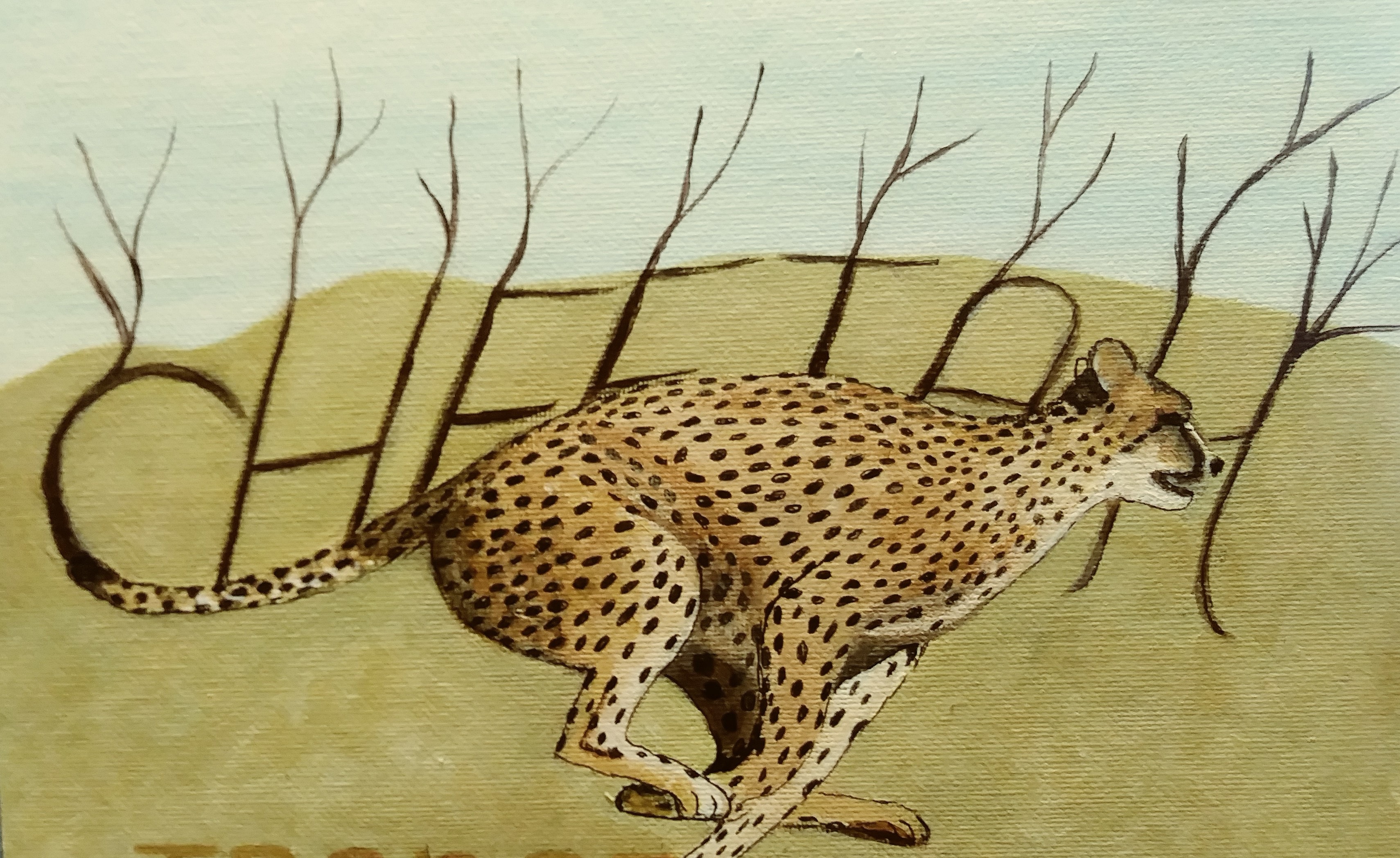 Cheetah