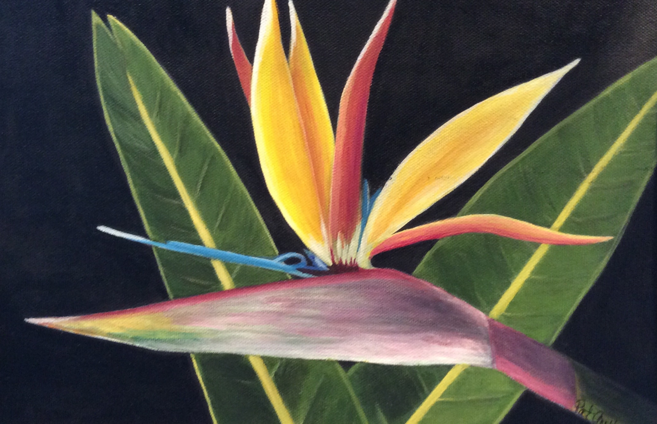 Bird of Paradise